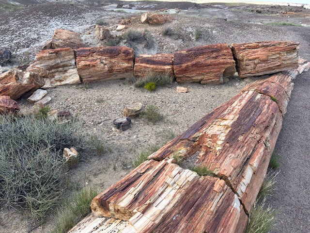 Long mineral-colored sections of petrified wood resting on desert ground